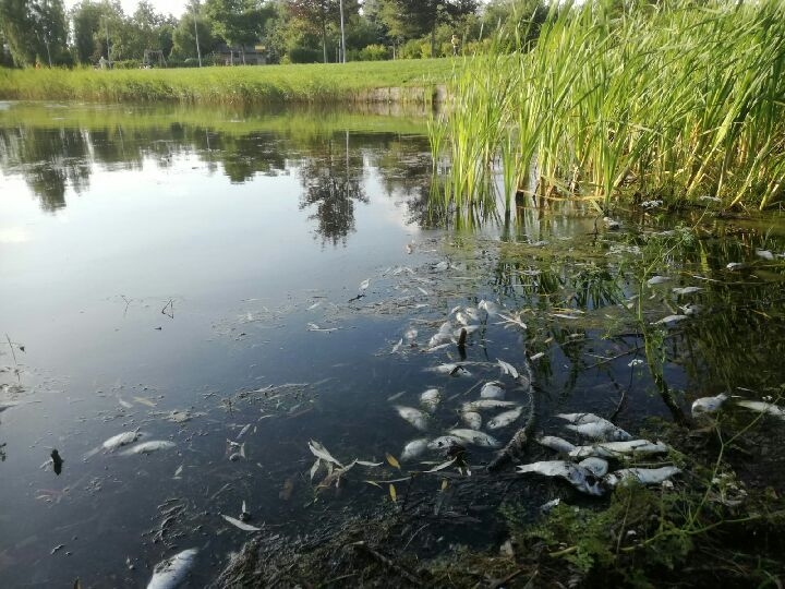 Zvaigžņu dīķī Jelgavā peld beigtas zivis