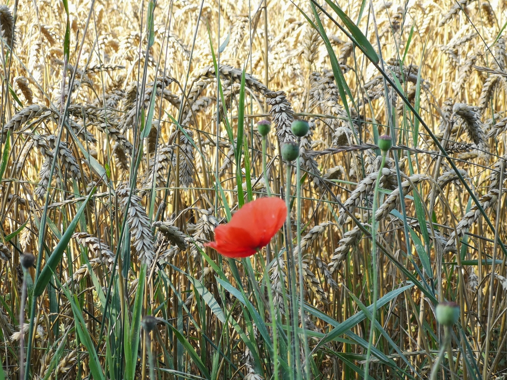Bažas par salnām šonakt Latvijā nav piepildījušās