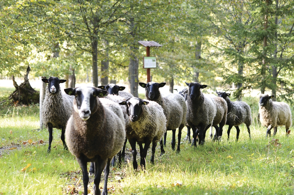 Latvijas Dabas fonda mobilais ganāmpulks palīdz atjaunot dabiskās pļavas