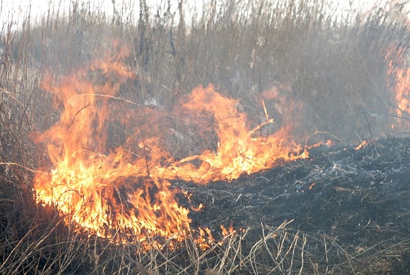 Reģistrēti šogad pirmie meža ugunsgrēki