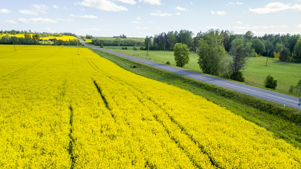 Rapša sējumu platības šogad Latvijā veido vairāk nekā 146 000 hektāru