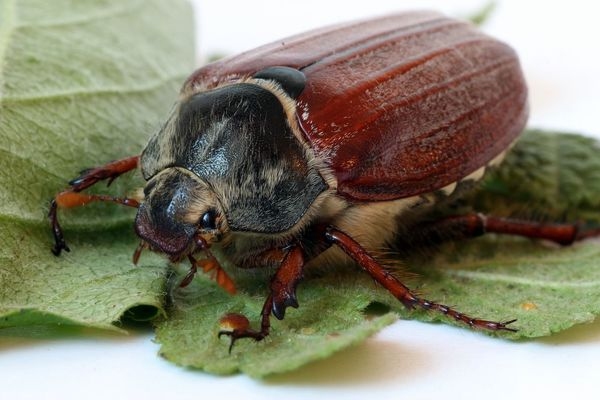 Entomologs: Vēlais pavasaris un karstais laiks pamainījis atsevišķu kukaiņu izlidošanas laiku