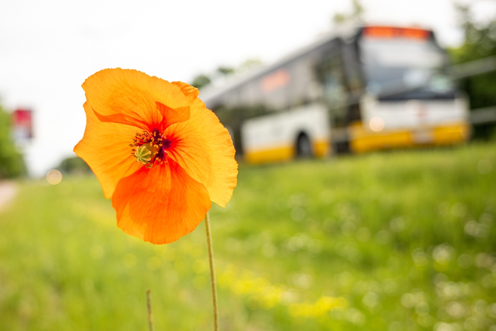 Ministru kabinets līdz 15. novembrim atceļ pašvaldības piešķirtos braukšanas maksas atvieglojumus pilsētas autobusos