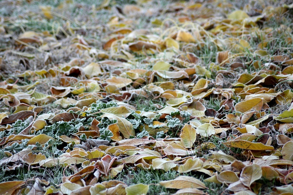 Novembra vidū iespējams kailsals