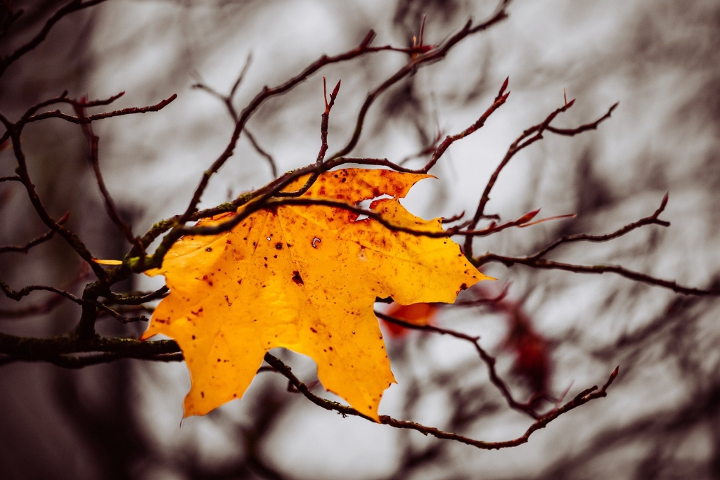 Pirmssvētku dienas būs sausas un aukstas; 18.novembrī iespējams vējains un lietains laiks